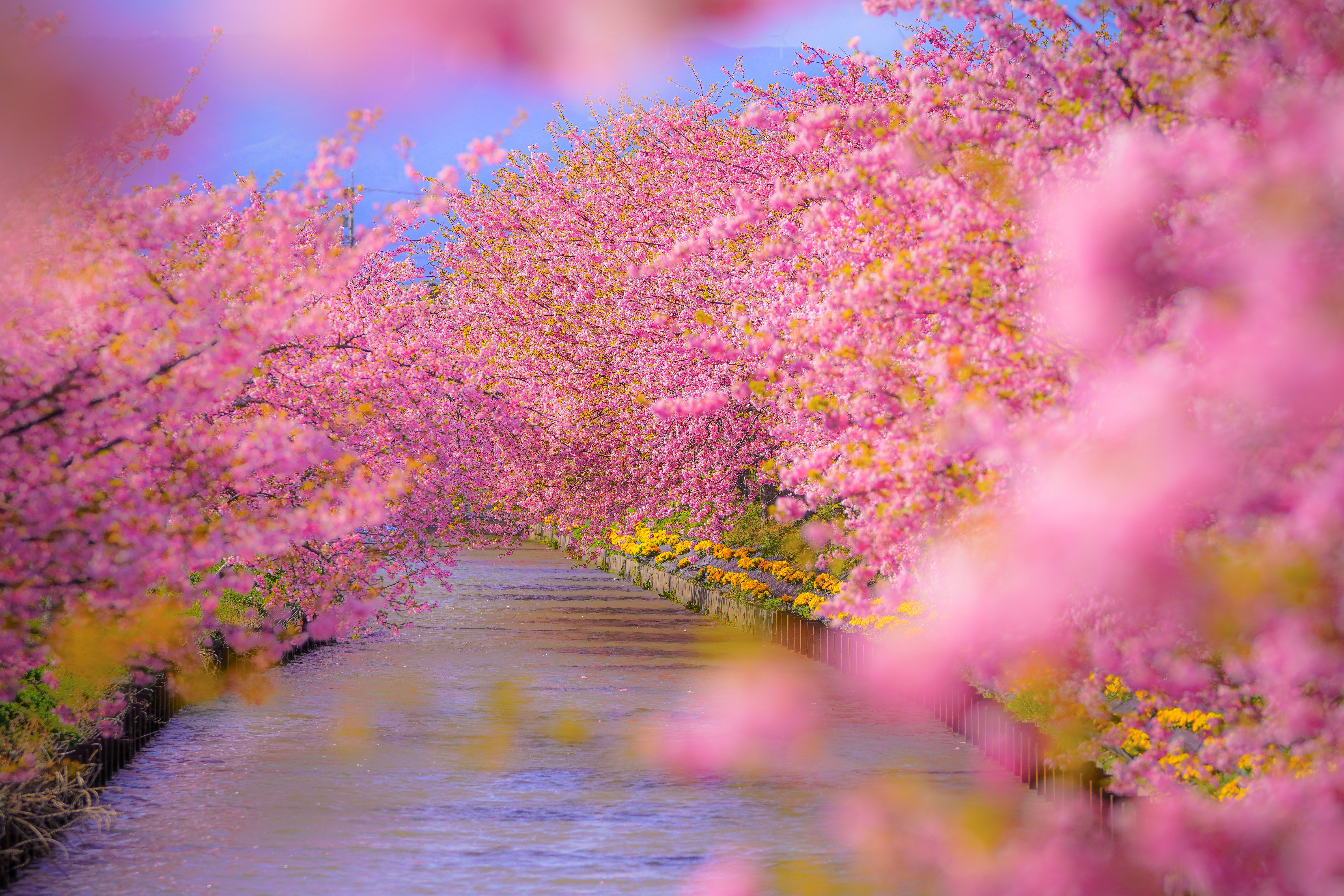笠松河津桜ロードの写真 河津桜に包まれて 無料の壁紙 写真なら三重フォトギャラリー
