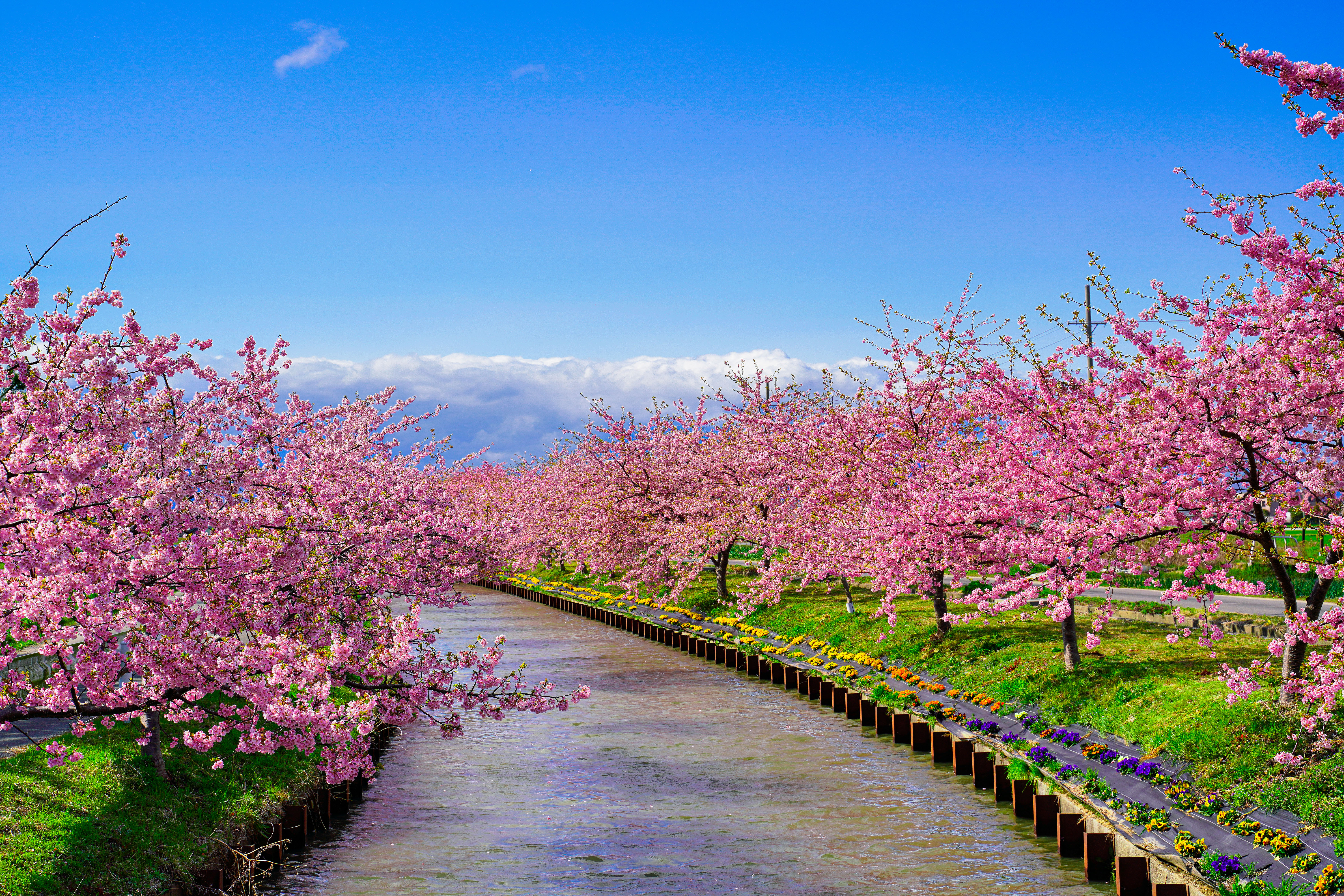 笠松河津桜ロードの写真 青空と河津桜 フリー写真素材なら三重フォトギャラリー