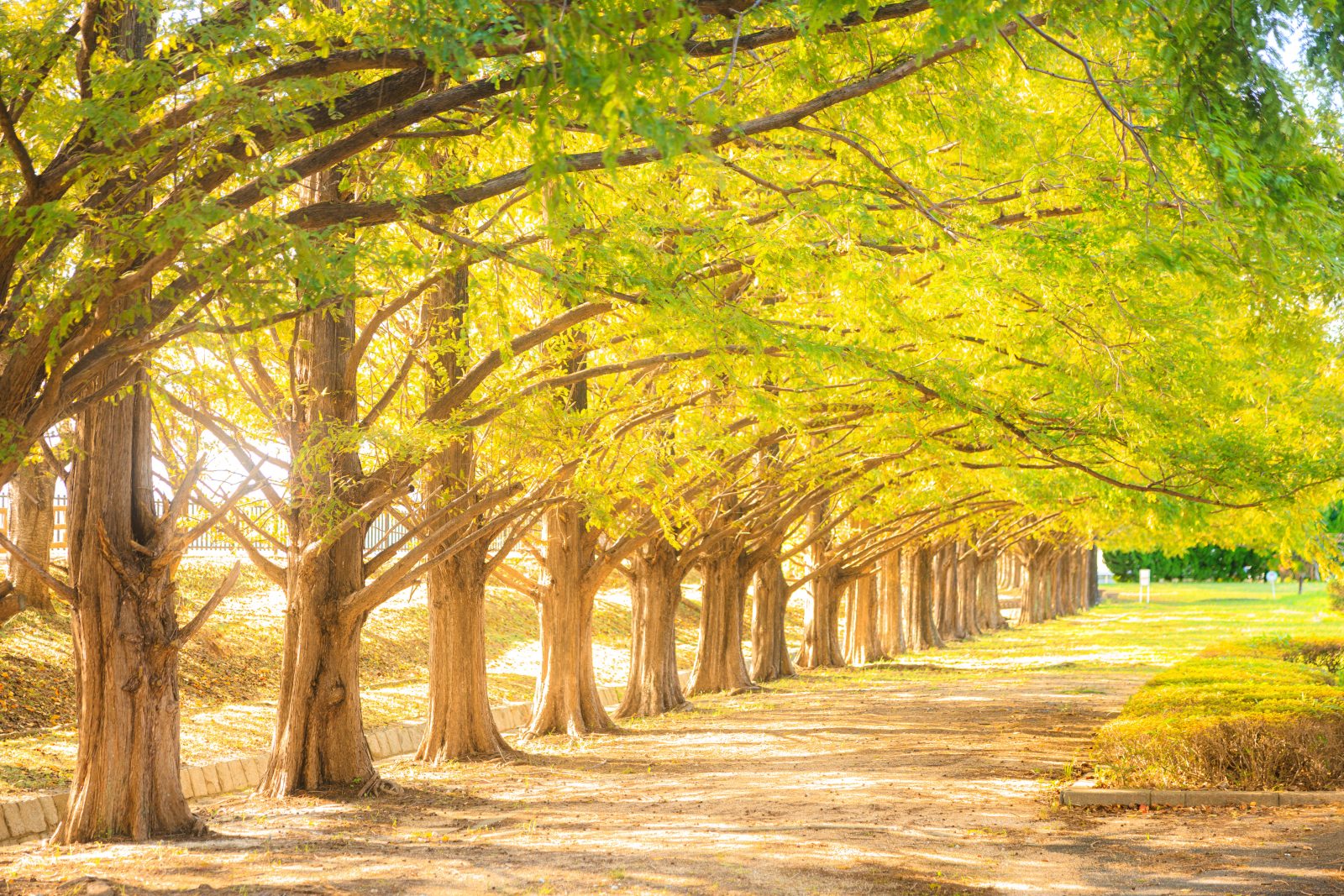 黄葉に色づくメタセコイア並木