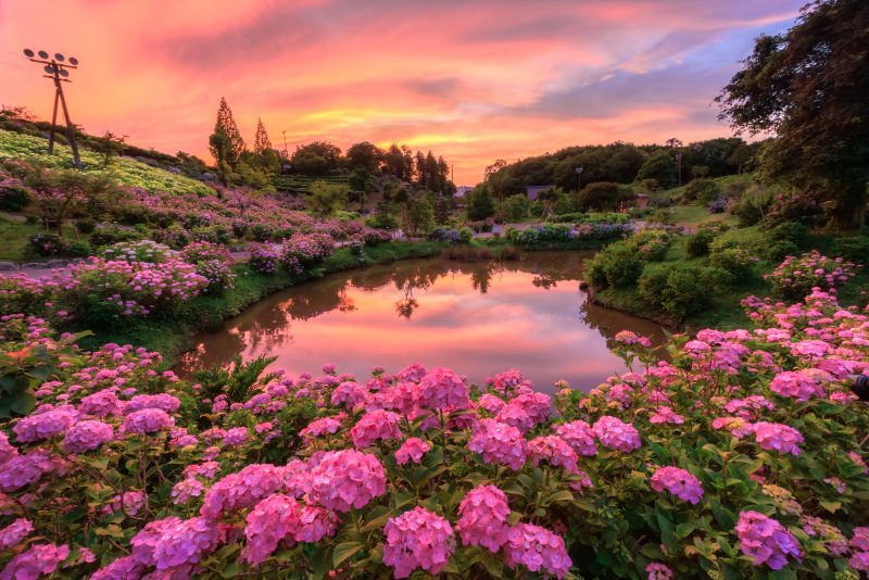 紫陽花と夕焼けが映るハートの池