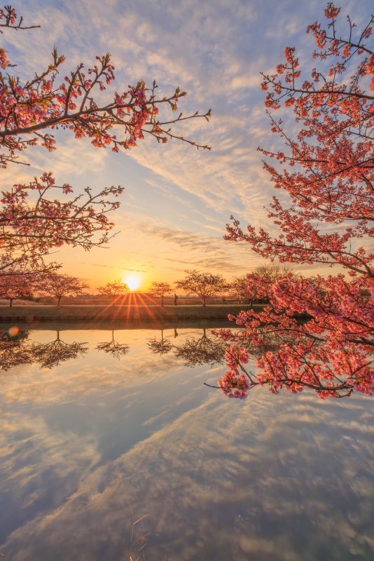 河津桜と朝陽のリフレクション