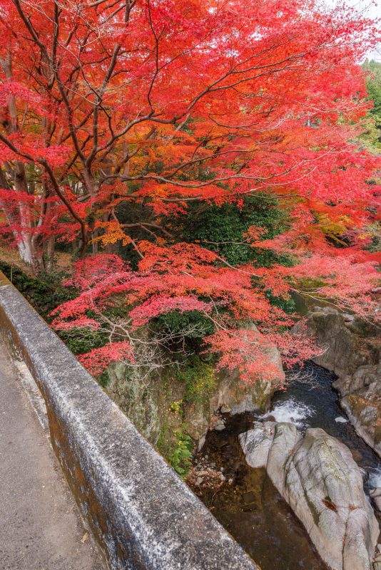 忍田橋から眺める真っ赤な紅葉