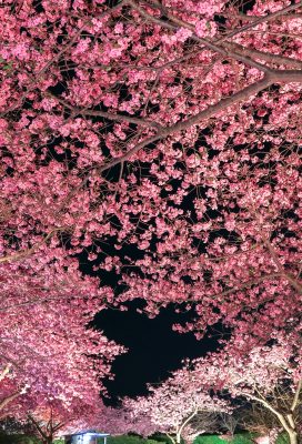 夜桜のトンネルとハートの桜
