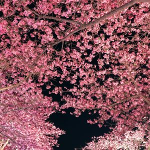 ハートの桜と夜桜ライトアップ