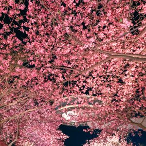 ハートの桜とアイランド富士