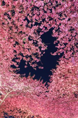 ハートの夜桜