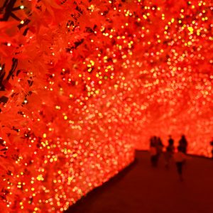 光のトンネル〜真っ赤な紅葉〜