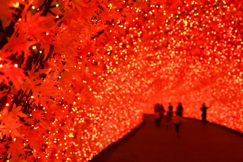 光のトンネル〜真っ赤な紅葉〜