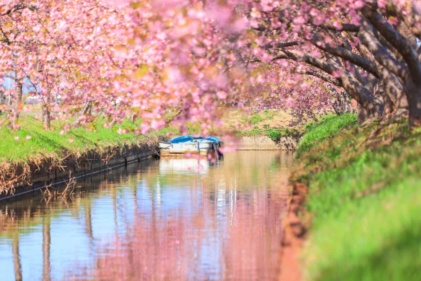 河津桜とボート