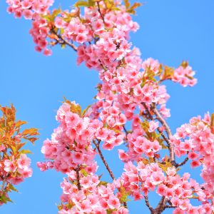 河津桜の花びら