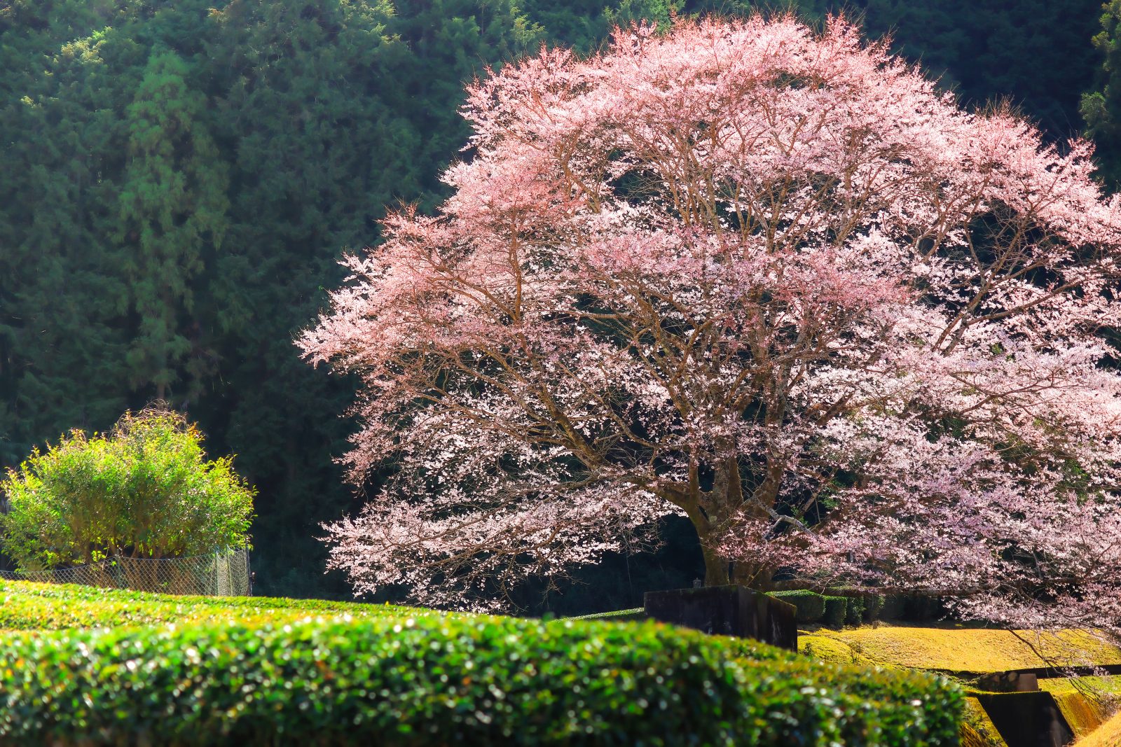 茶畑とピンク色の淡墨桜