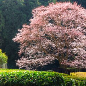 茶畑とピンク色の淡墨桜