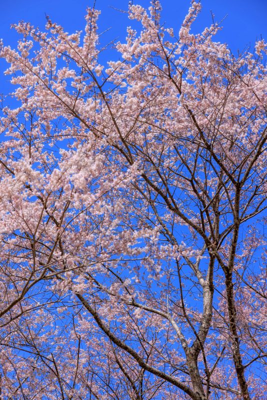 淡墨桜の枝先
