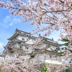 桜舞う伊賀上野城