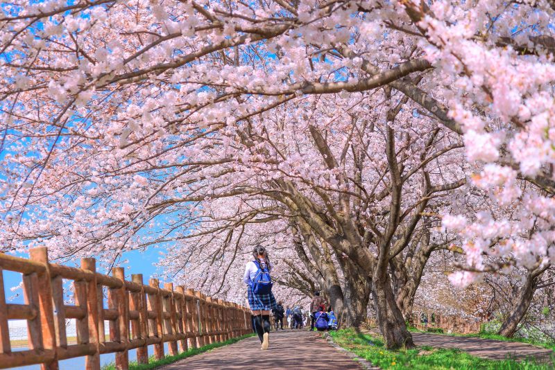 桜トンネルを歩く