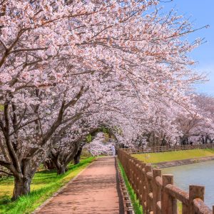 石垣池公園の桜の写真