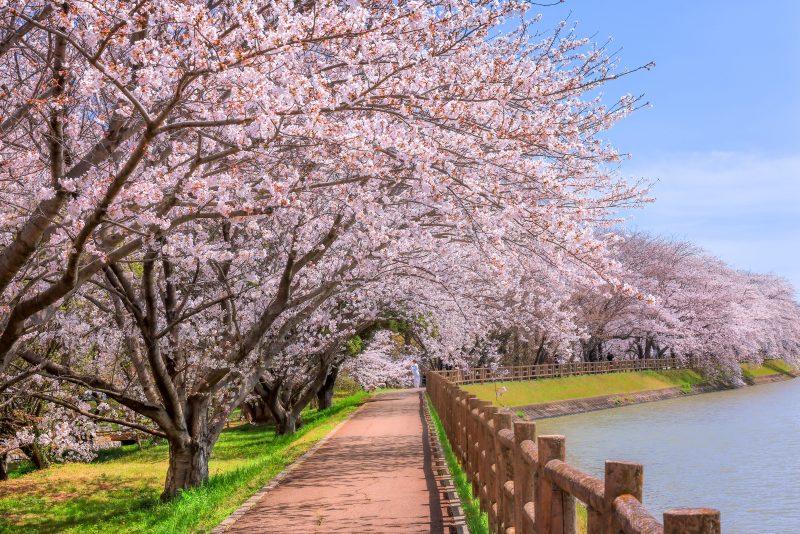 桜並木が続く遊歩道