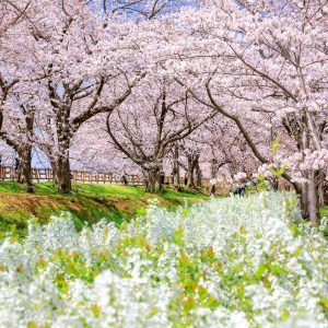 桜並木と雪柳の春景色