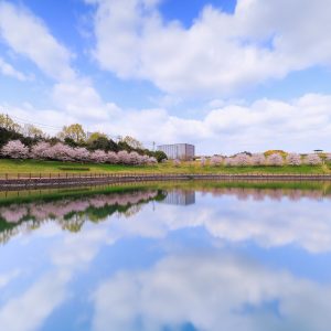 桜並木と青空が映る池