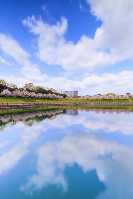 桜並木と青空が映る池