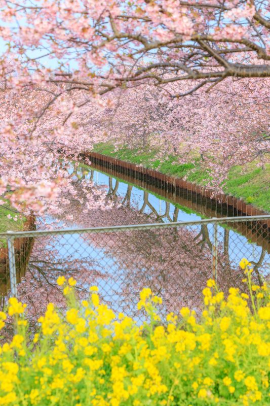 河津桜と菜の花のリフレクション