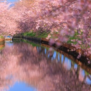 青空と河津桜のリフレクション