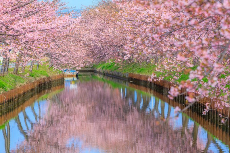 満開の河津桜とリフレクション