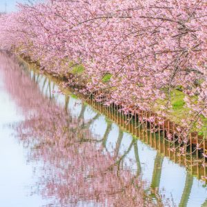 河津桜の水鏡
