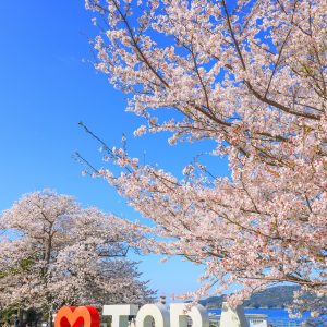 ハートTOBAのモニュメントと満開の桜