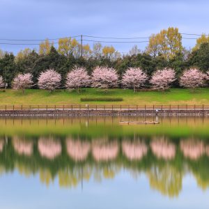 調整池の桜リフレクション