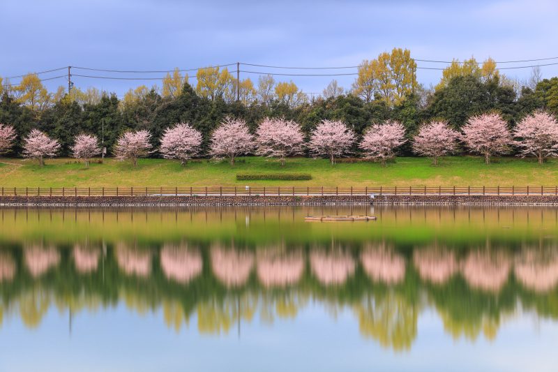 調整池の桜リフレクション