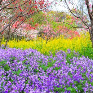 黄色と紫色の菜の花の共演