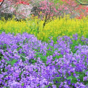 紫・黄の菜の花と花桃
