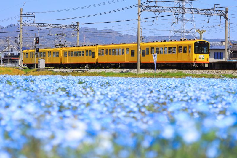 青い絨毯のそばを走る列車