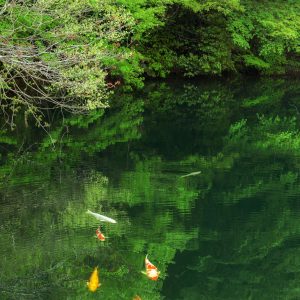 新緑のモネの池