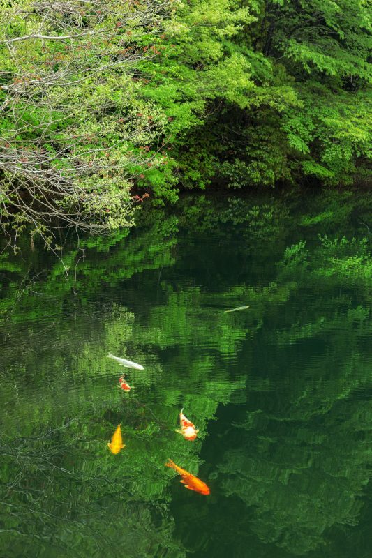 新緑のモネの池