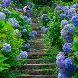 紫陽花の階段