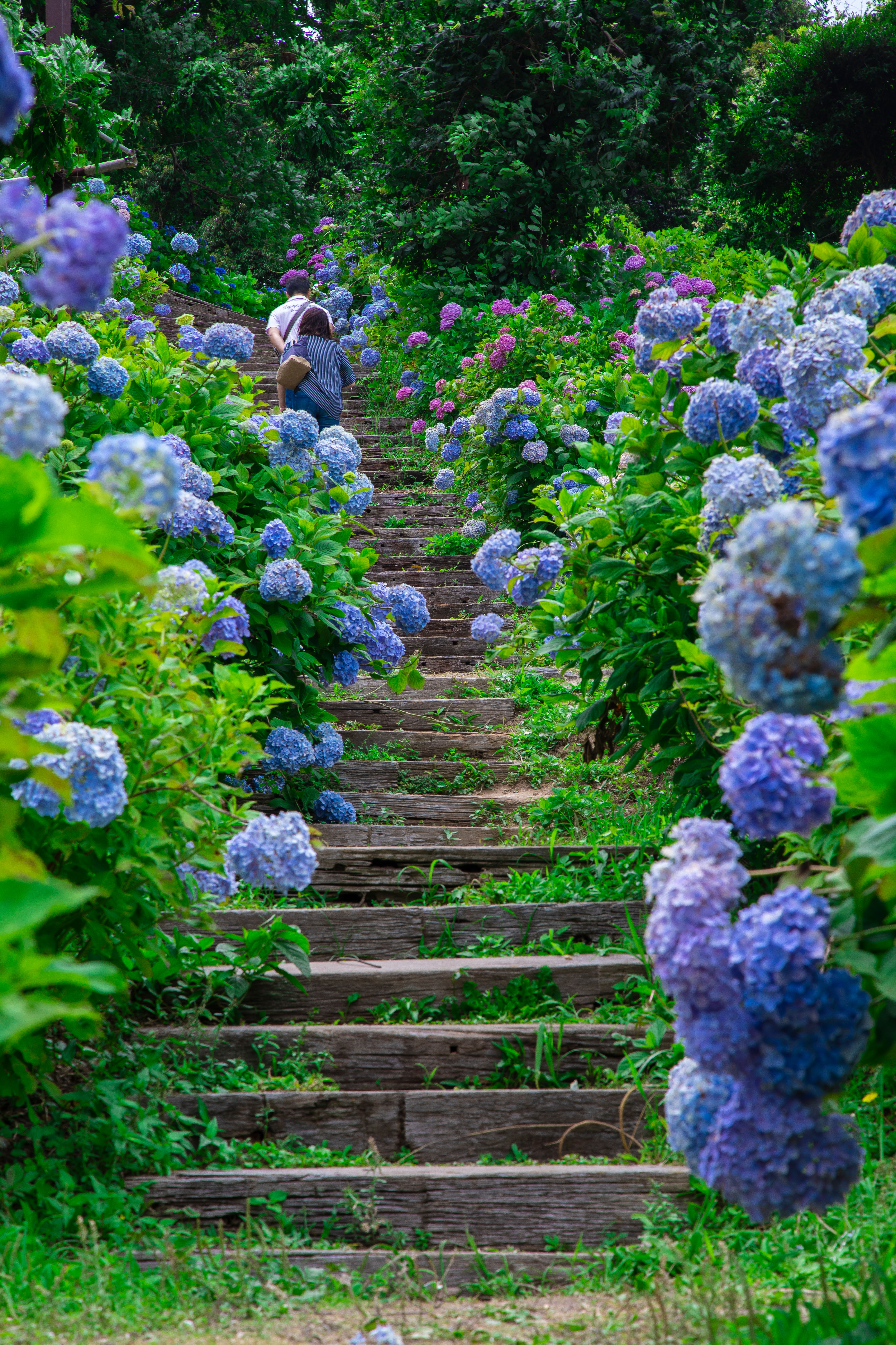 かざはやの里の写真 紫陽花の階段 三重県の無料写真は三重フォトギャラリー