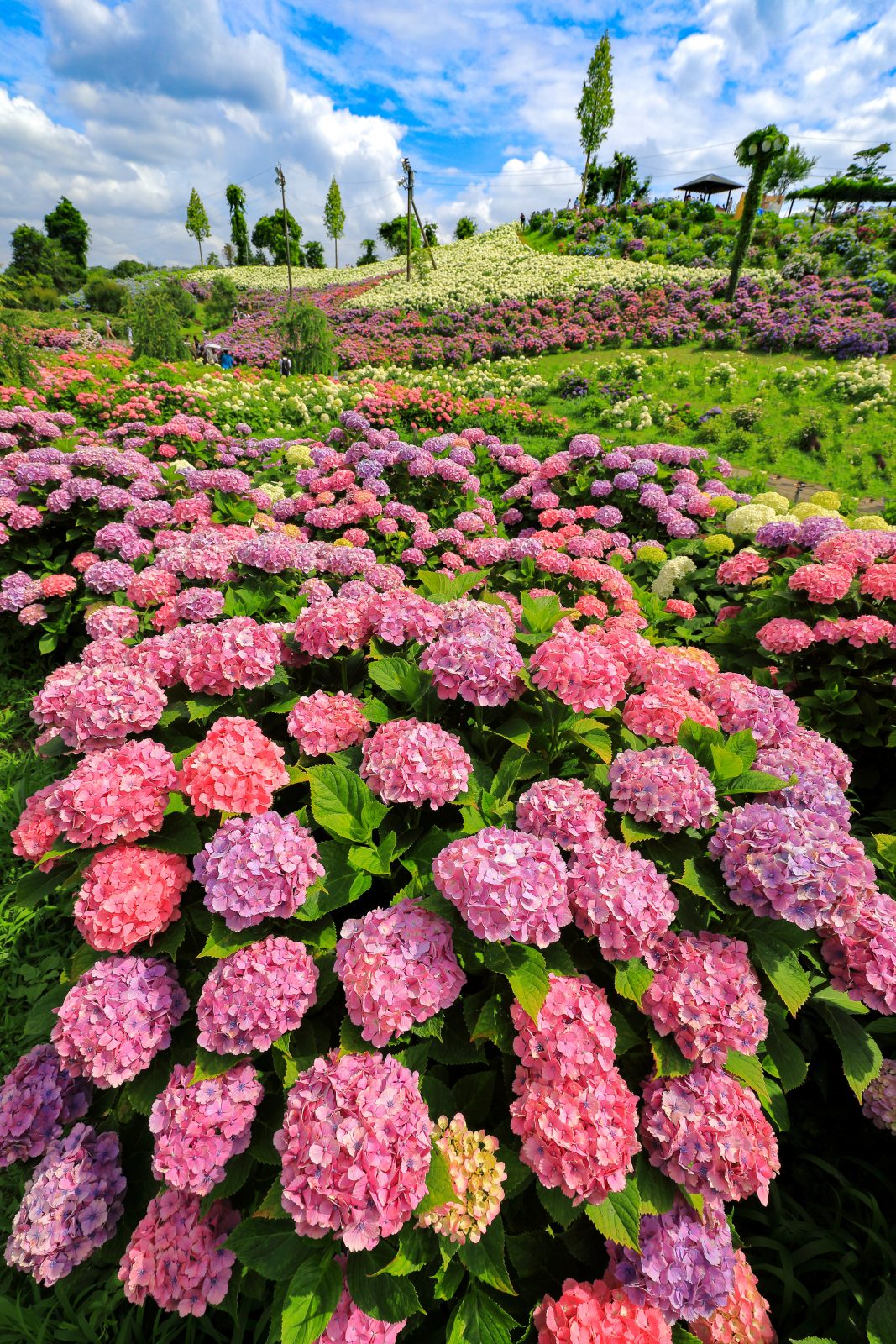 紫陽花の花園