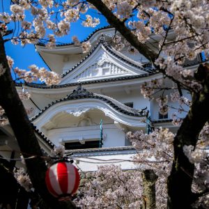 桜に包まれた伊賀上野城