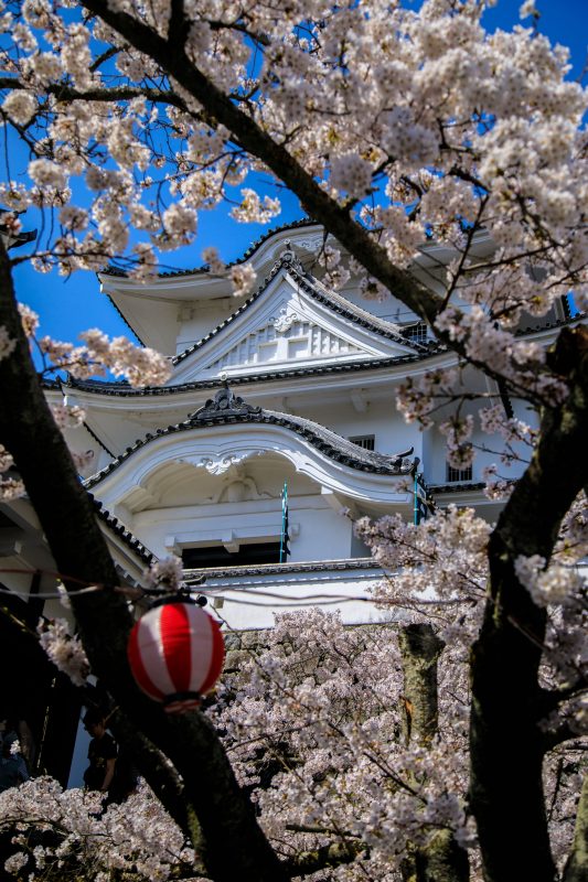 桜に包まれた伊賀上野城