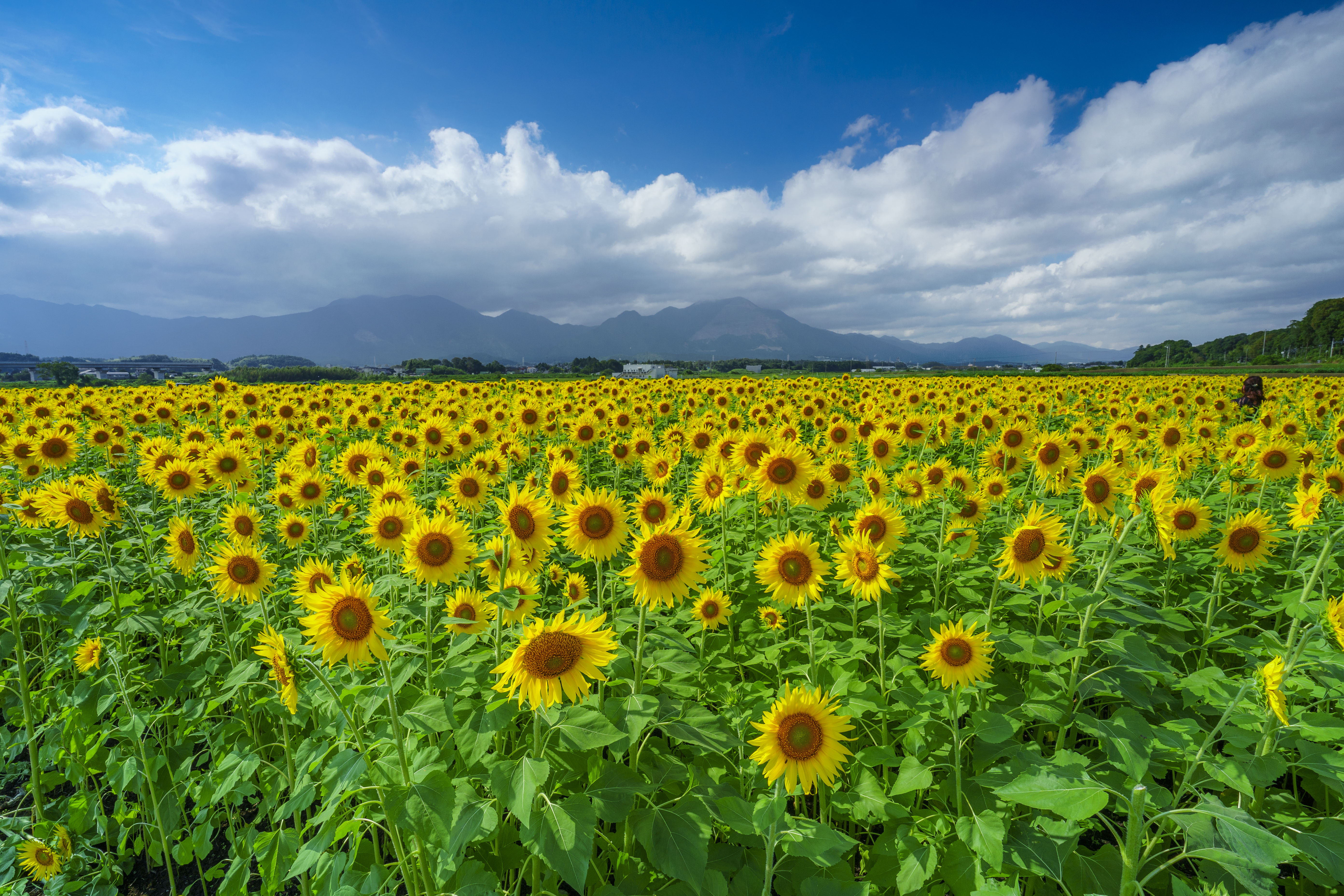 上笠田のひまわり畑の写真 夏色 高画質な三重の風景写真は三重フォトギャラリー