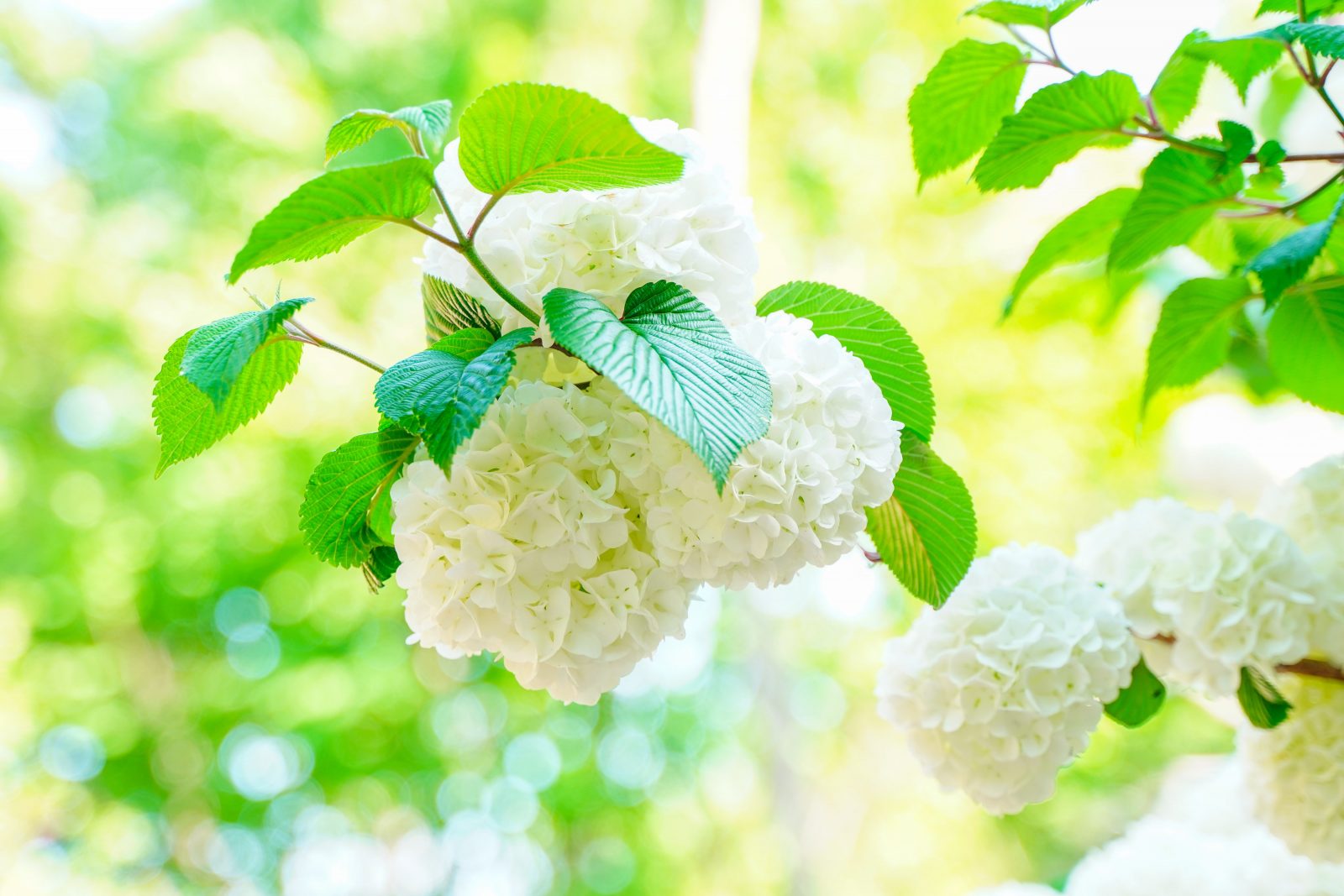 白い花の塊