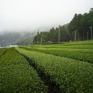 【松阪茶】飯南町の茶畑