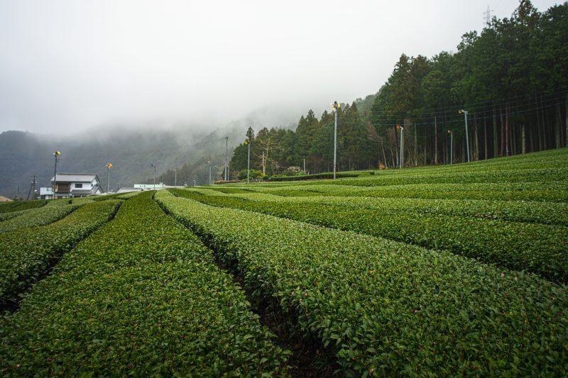 【松阪茶】飯南町の茶畑
