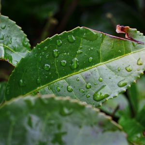 雨粒とお茶の葉