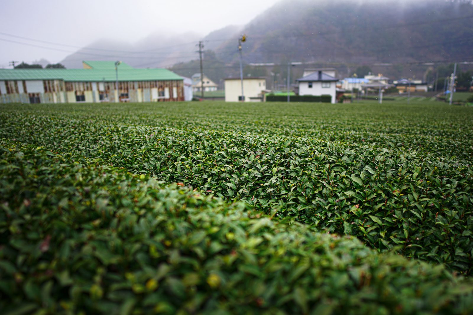 雨の日のしっとり茶畑