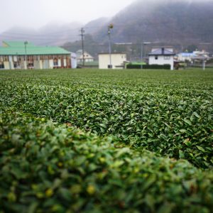 雨の日のしっとり茶畑