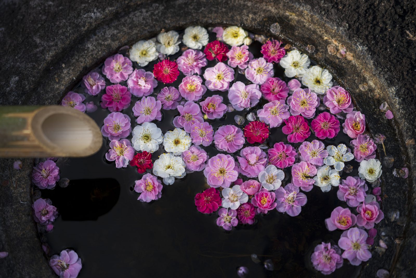 梅の花びら広がる手水鉢