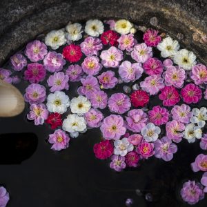 梅の花びら広がる手水鉢